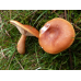 Мицелий Млечника неедкого / Млечник оранжевый (Lactarius mitissimus)